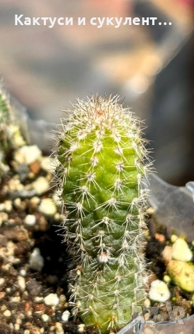 Кактус Chamaecereus Hybrid оранжев , снимка 8 - Градински цветя и растения - 54807490