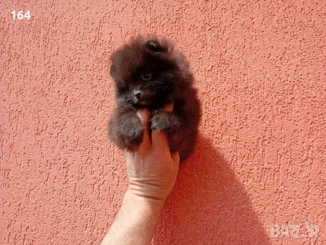 Женски Померани. Реални снимки от 29.04.2026 г. , снимка 2 - Померан - 54293722