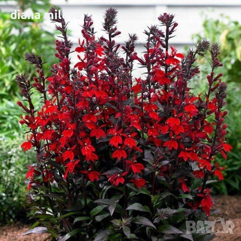 Лобелия Скарлет, Lobelia speciosa Starship Scarlet, студоустойчива и многогодишна, снимка 2 - Градински цветя и растения - 54724808