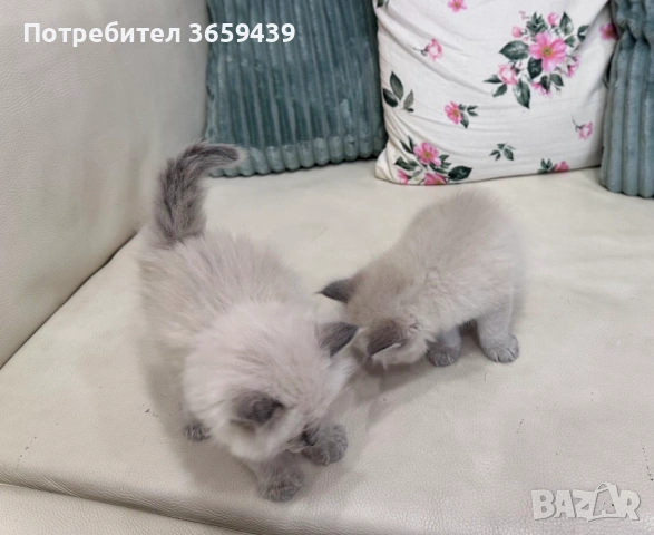Невска маскарадна котка 