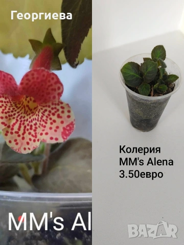 колерия , снимка 16 - Стайни растения - 54716817