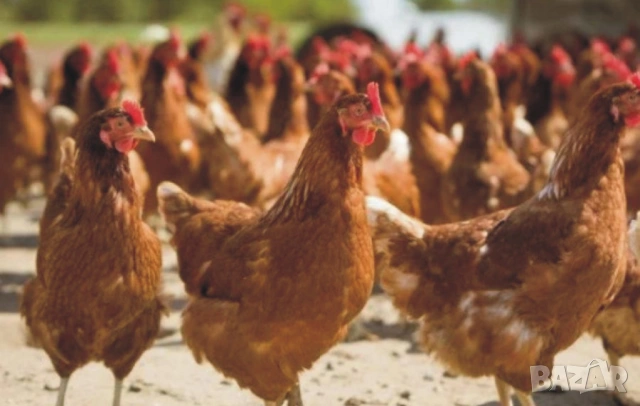 оплодени Яйца от НОСАЧКИ порода Ник Браун -Разплодни яйца за люпене , снимка 8 - Кокошки и пуйки - 54196501