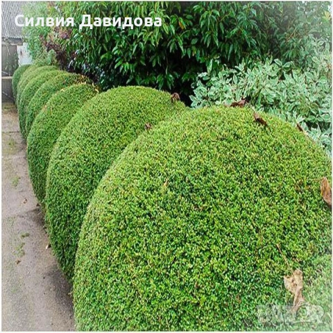 Лоницера нитида / пелиата, снимка 5 - Градински цветя и растения - 54314004