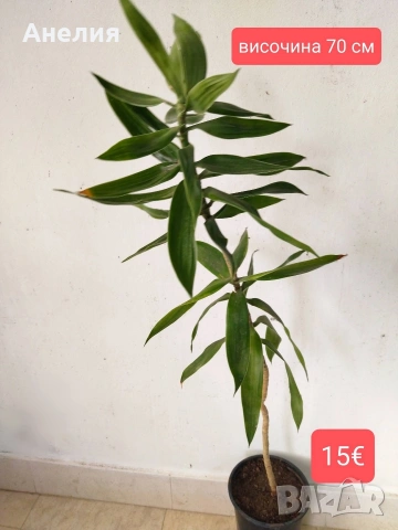 Драцена Dracaena angustifolia!, снимка 2 - Стайни растения - 54655313