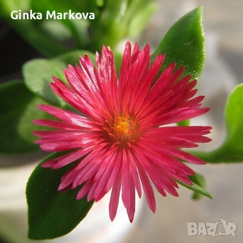 Аптения - 2,50 евро