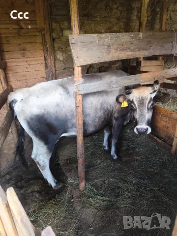 Продавам юница .