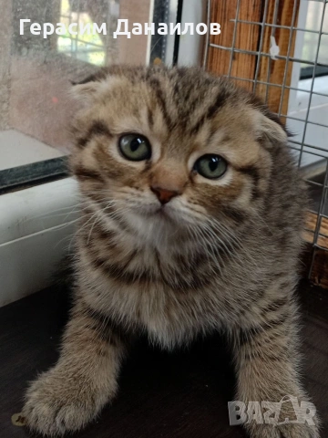 шотландски котки, снимка 4 - Британска късокосместа - 54044750