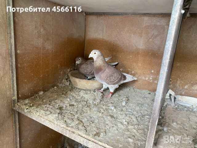 Стандартни пощенски гълъби , снимка 6 - Гълъби - 51382012