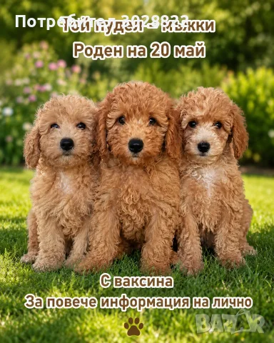 Той Пудели бебета