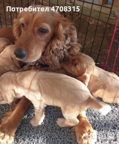 Кокер шпаньол момче ваксина, снимка 3 - Кокер шпаньол - 54218766