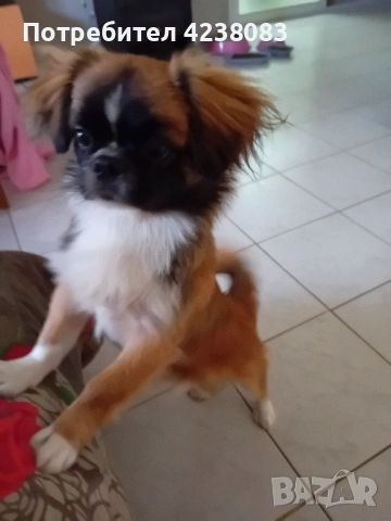 Пекинез, снимка 2 - Пекинез - 54201376