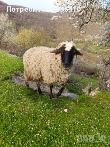 Шиле балканско