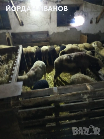 Продавам агнета, снимка 2 - Овце - 54640715