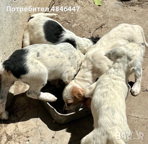 Продавам Английски сетери, снимка 4 - Английски сетери - 54768266