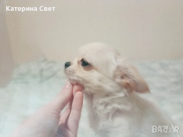 Женско дългокосместо мини чихуахуа, снимка 10 - Чихуахуа - 55481949