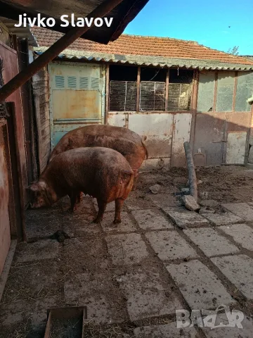 Prodavam dve golemi praseta