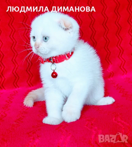 Шотландско мъжко Скоттиш Фолд , снимка 7 - Британска късокосместа - 54492702