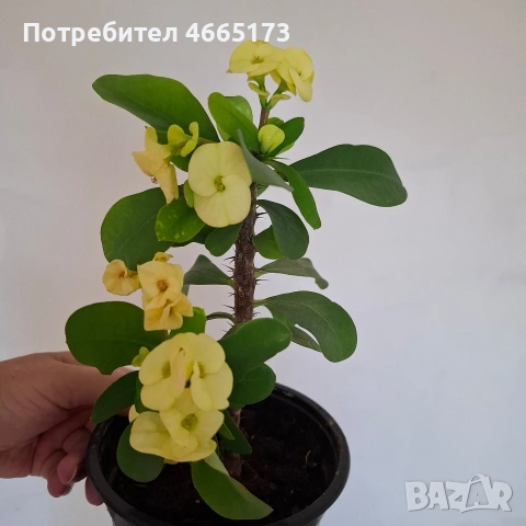 Стайно Цвете Исусов Венец, снимка 3 - Стайни растения - 54111064