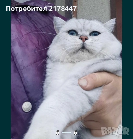 Продавам Сребърна Чинчила , снимка 4 - Британска късокосместа - 54925118