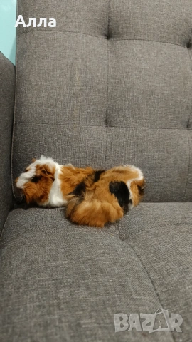 Малки морски свинчета , снимка 8 - Морски свинчета - 54046803