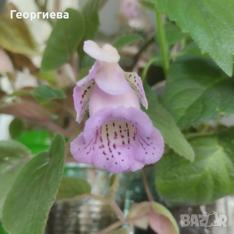 синингия, снимка 3 - Стайни растения - 54900409