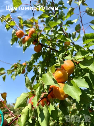 Кайсии сорт Харкот, снимка 2 - Домашни продукти - 55102852