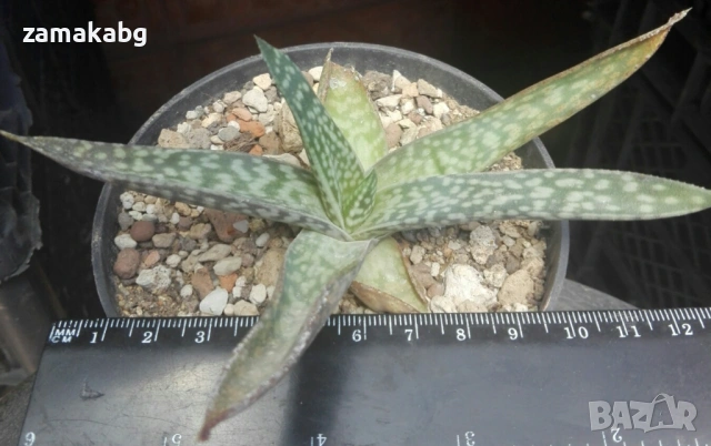Гастералое (GASTERALOE), сукулентно растение