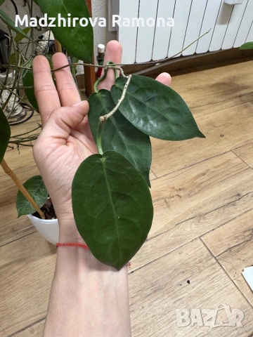 Hoya Хоя Piestolepis NS 10-057