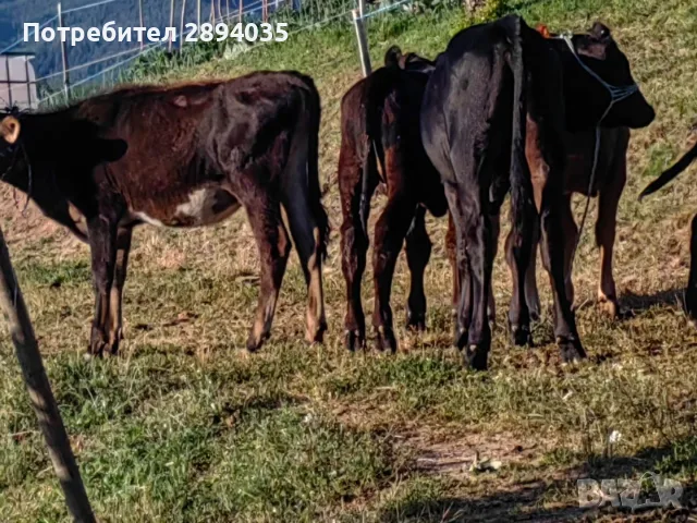 крави и телетаа, снимка 8 - Крави - 55310172