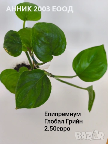 Стайни цветя , снимка 9 - Стайни растения - 55055266