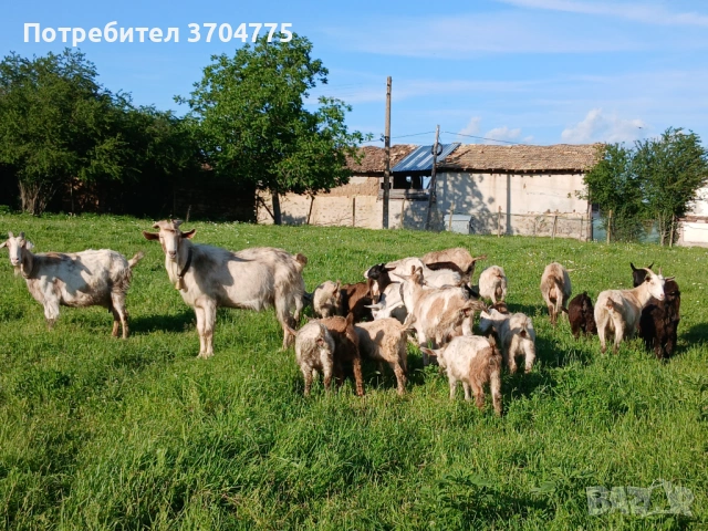Продавам кози ярета и пръч