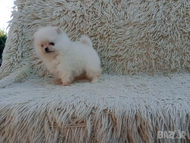 Мъжки Померан. Реални снимки от 06.04.26 г. , снимка 8 - Померан - 54106318