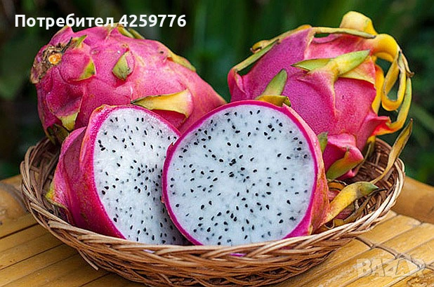 Драконов плод- растение (питая, питахая), снимка 12 - Градински цветя и растения - 54701989