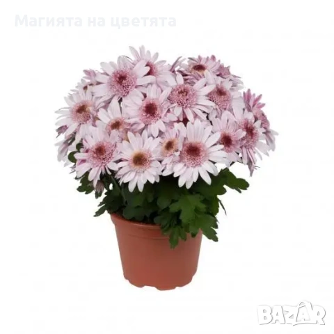 Хризантема Suntaste розова, снимка 1 - Градински цветя и растения - 55197862