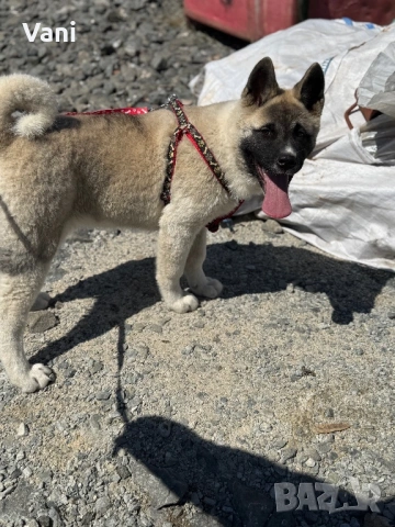 Американска акита кученце, снимка 5 - Акита - 53021892