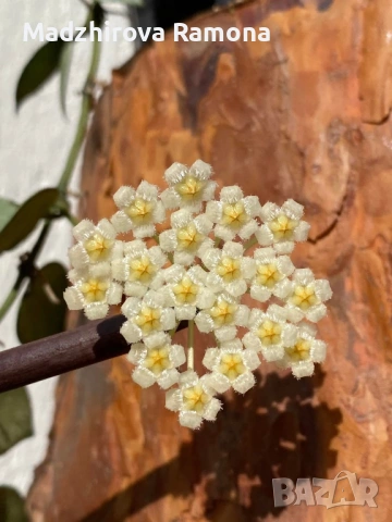 Hoya Хоя Krohniana eskimo