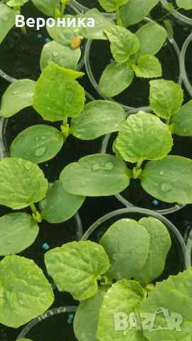 Предлагам разсад красивици , тиквички,диня , пъпеши , снимка 5 - Разсади - 54238563