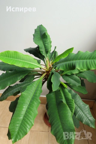 Африканска плюеща палма, Euphorbia leuconeura, 2-год. растение, снимка 2 - Стайни растения - 54916916
