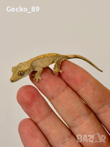 Ресничест гекон (Correlophus Ciliatus), снимка 4 - Гекон - 48348450