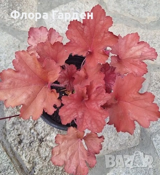 Хойхера, Хойхерела, Тиарела, снимка 2 - Градински цветя и растения - 55001292