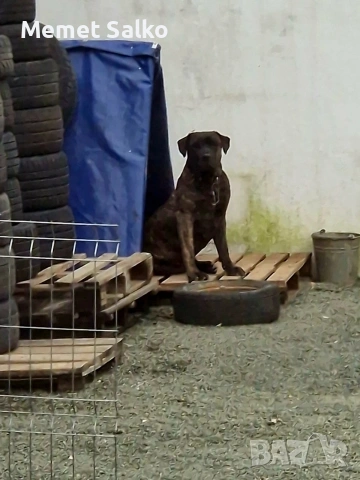 Pero De Presa Canario, снимка 3 - Кане корсо - 54313010