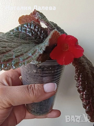 Еписция, episcia Coral glow, снимка 2 - Стайни растения - 54774056