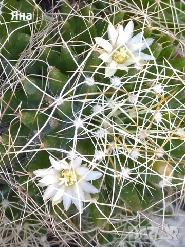 Кактус Mammillaria decipiens