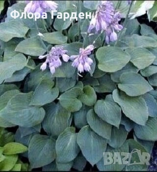 МНОГОГОДИШНИ ЦВЕТЯ, снимка 11 - Градински цветя и растения - 54702878