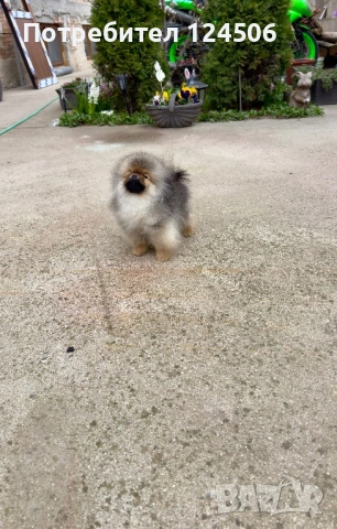 Померан мини померанче