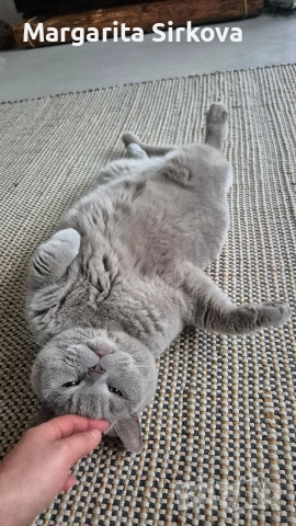 коте за осиновяване, снимка 6 - Други - 54683571