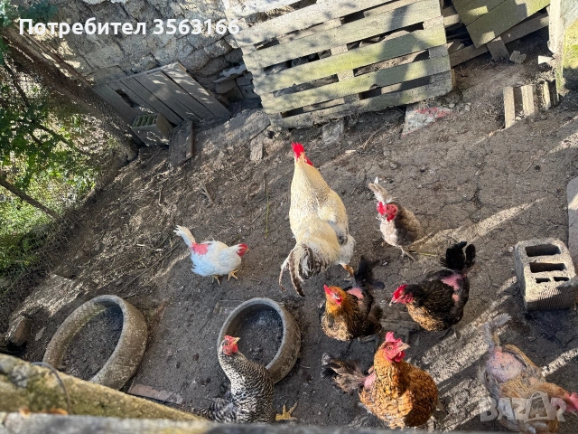 Кокошки носачки, снимка 4 - Кокошки и пуйки - 54986002
