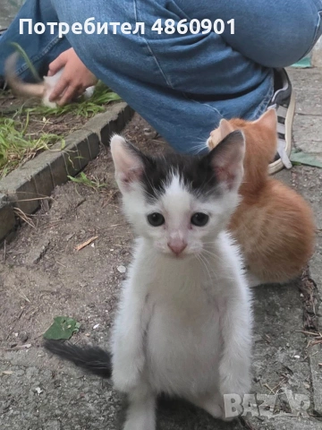Подарявам котенца, снимка 5 - Други - 54962768