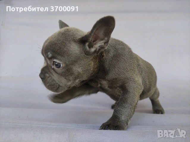 френски булдог/ булдочета , снимка 13 - Френски булдог - 54976659