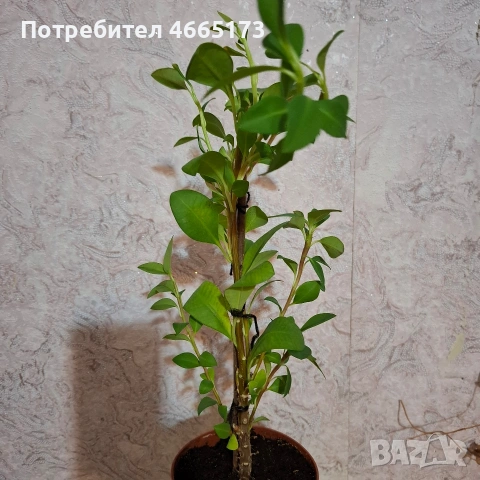 Еуфорбия/Христов венец Цвете, снимка 5 - Стайни растения - 54742956